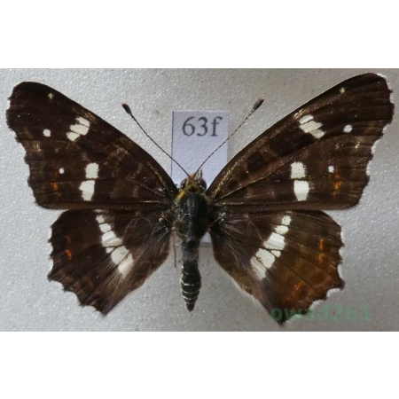 Araschnia levana (Linnaeus, 1758) male form Rusałka kratkowiec Czech63f